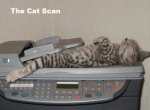 The Cat Scan.jpg