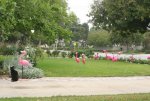 Flamingos.jpg