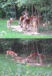 deer stitch2.JPG