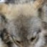 wolfinternus