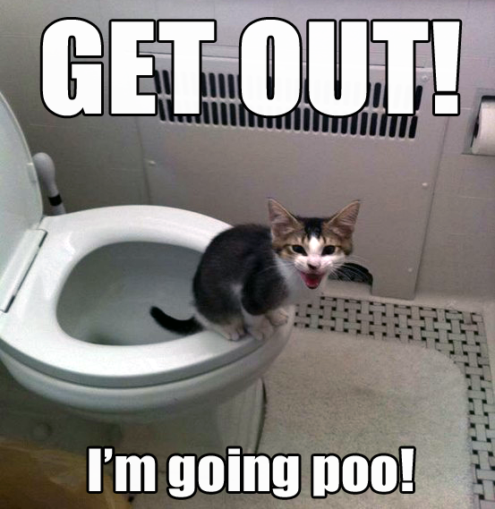 Get-out-Im-going-poo-cat-meme.png