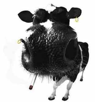 crazycow.jpg