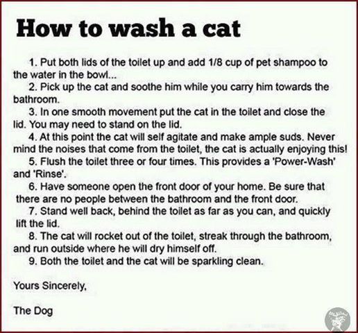 howtowashacat_zpsc1835aeb.jpg