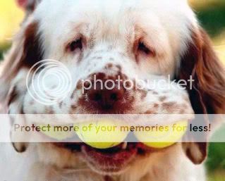 Dog_Balls.jpg
