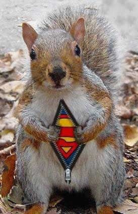 112Supersquirrel.jpg