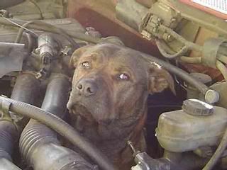 woof.jpg
