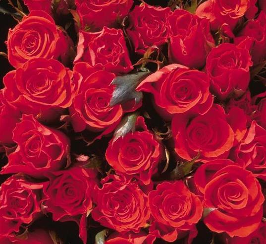 roses.jpg