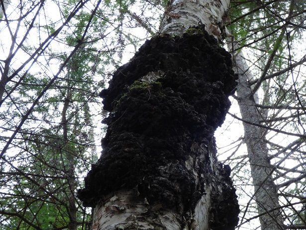Chaga%202-26-16_zps4gjenhpp.jpg