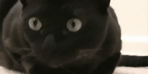 tumblr_lubyzpKlpo1qbqhhuo2_500.gif