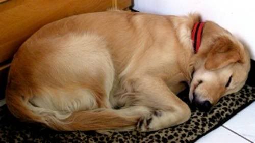 Dog_1.jpg