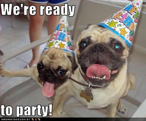 funny-dog-pictures-ready-party.jpg