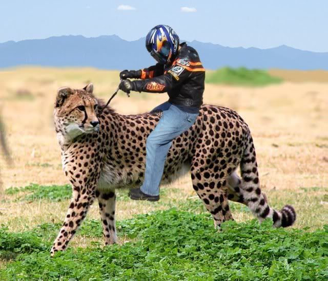 cheetah_boy.jpg