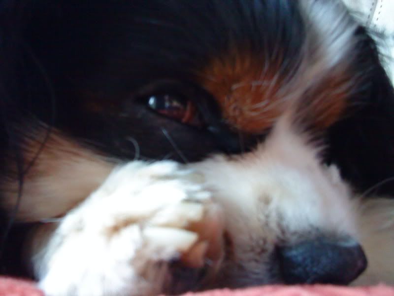 DSC00009.jpg