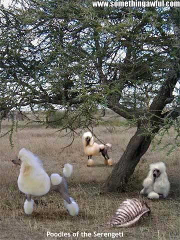 Nevermore_poodles.jpg