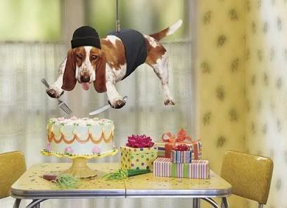 cakedog.jpg