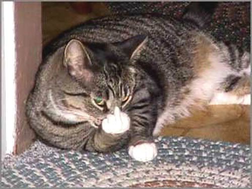 grumpy-cat.jpg