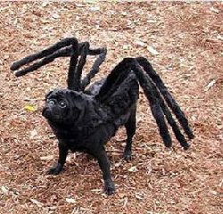 halloween_dog_spider.jpg