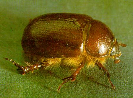 june_bug.jpg