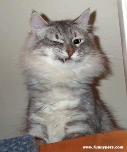 wink.jpg