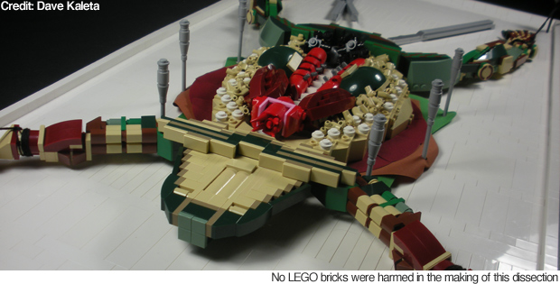 101108_frog1.jpg