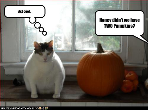 funny-pictures-cat-pretends-to-be-pumpkin.jpg