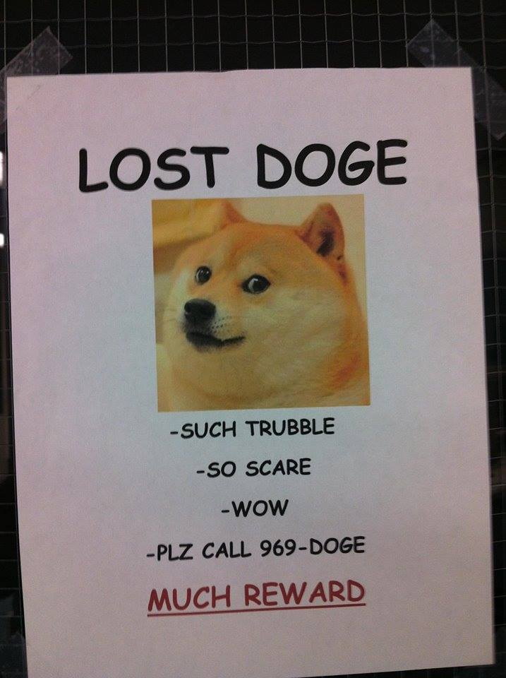 lost_doge.jpg