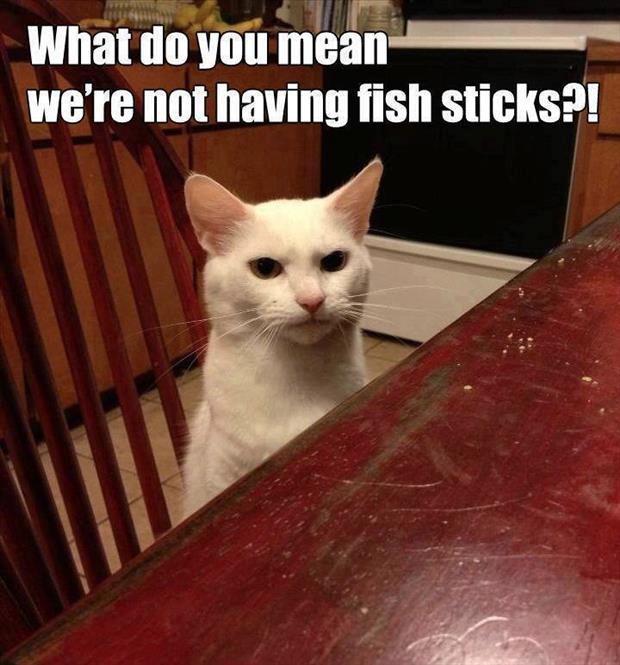 the-cat-loves-fish-sticks-1.jpg
